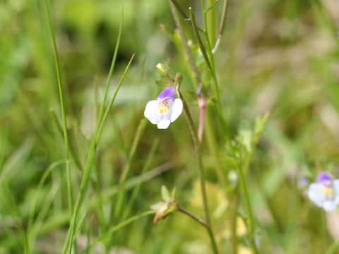 Mazus pumilus