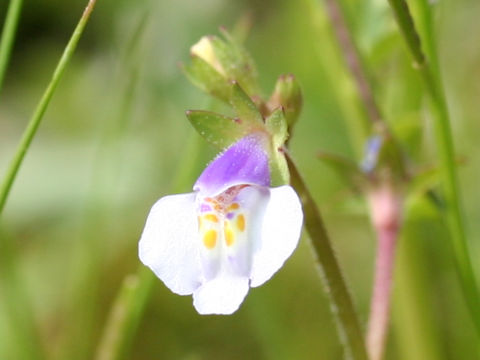 Mazus pumilus