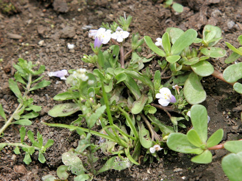 Mazus pumilus