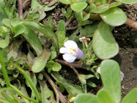 Mazus pumilus