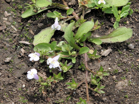 Mazus pumilus