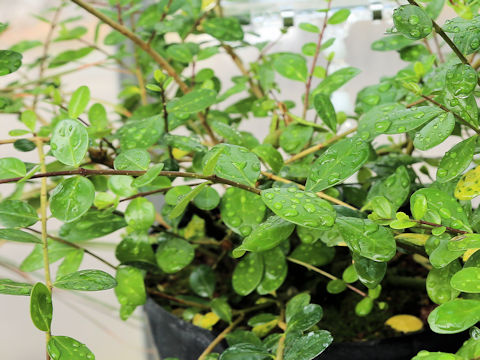 Ligustrum tamakii
