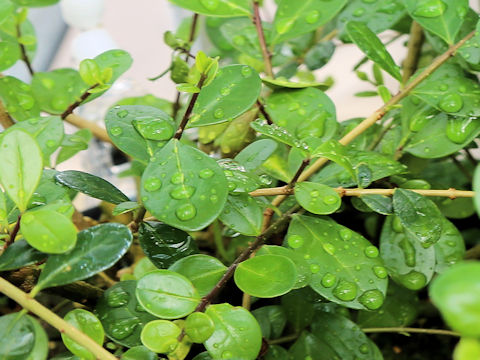 Ligustrum tamakii