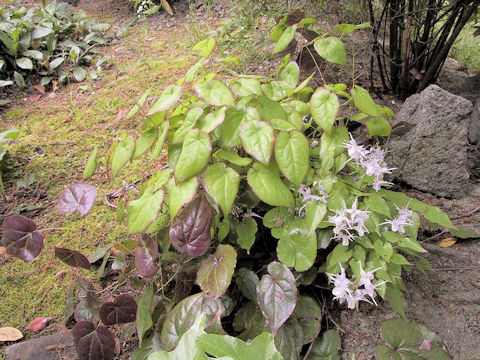 Epimedium sempervirens
