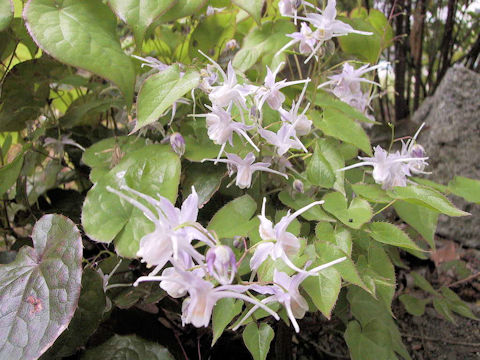 Epimedium sempervirens