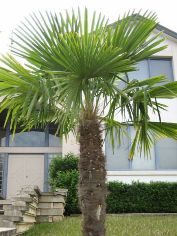 Trachycarpus wagnerianus