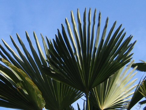 Trachycarpus wagnerianus