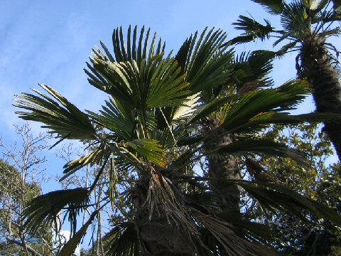 Trachycarpus wagnerianus