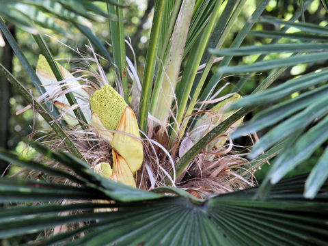 Trachycarpus wagnerianus