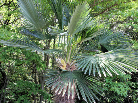 Trachycarpus wagnerianus