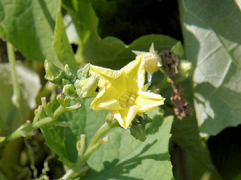 Luffa acutangula