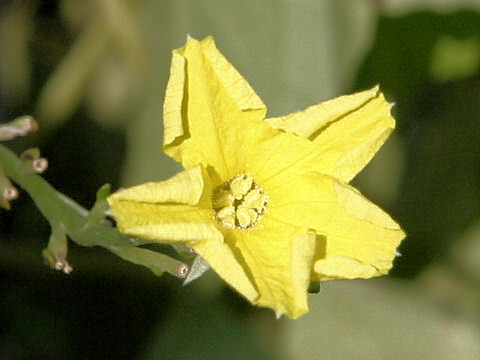 Luffa acutangula