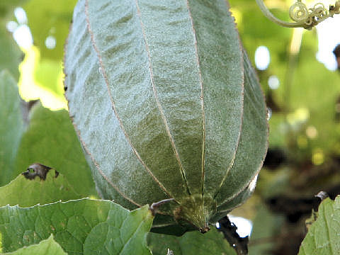 Luffa acutangula