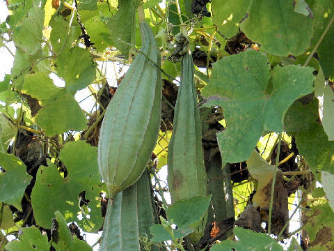 Luffa acutangula