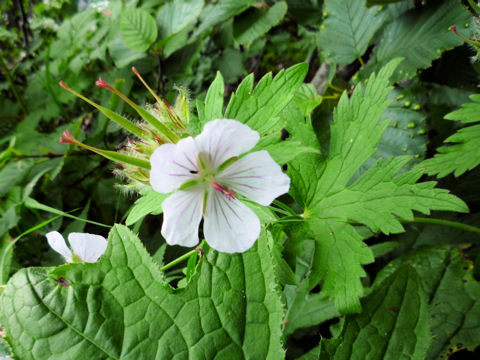 Geranium erianthum f. pallescens