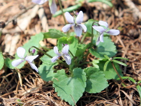 Viola tokaiensis