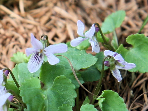 Viola tokaiensis