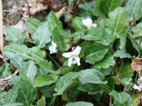 Viola tokaiensis