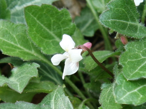 Viola tokaiensis