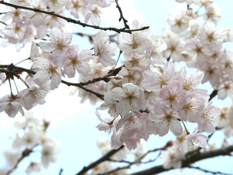 Prunus x takenakae