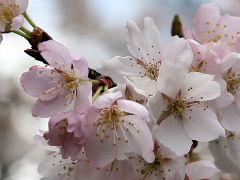 Prunus x takenakae