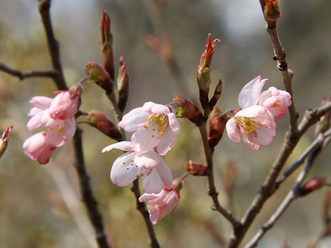 Prunus x takenakae