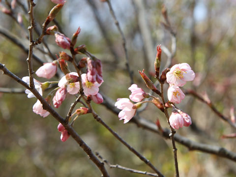 Prunus x takenakae