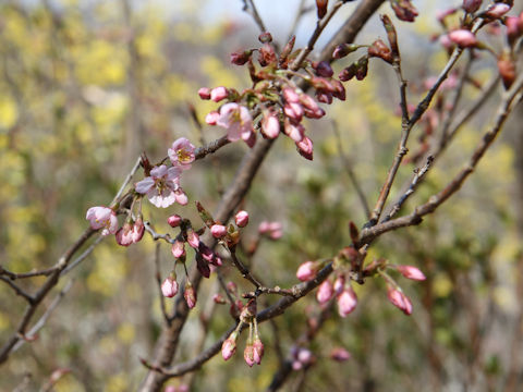 Prunus x takenakae