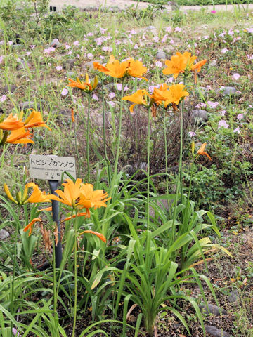 Hemerocallis dumortieri var. exaltata