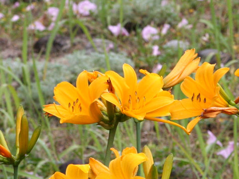 Hemerocallis dumortieri var. exaltata