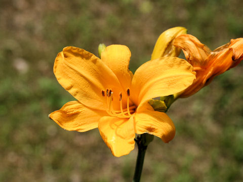 Hemerocallis dumortieri var. exaltata