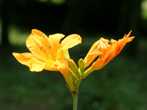 Hemerocallis dumortieri var. exaltata