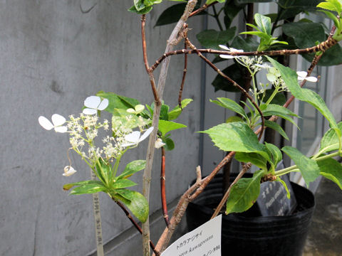 Hydrangea kawagoeana