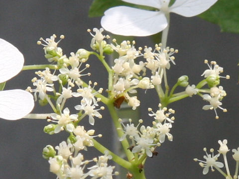 Hydrangea kawagoeana