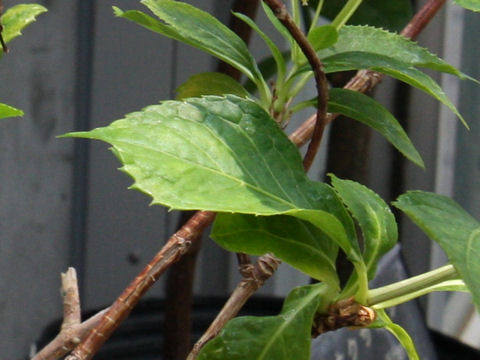 Hydrangea kawagoeana