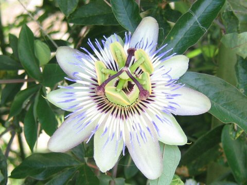 Passiflora caerulea