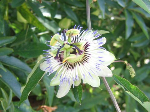 Passiflora caerulea