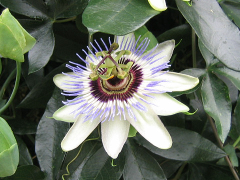 Passiflora caerulea