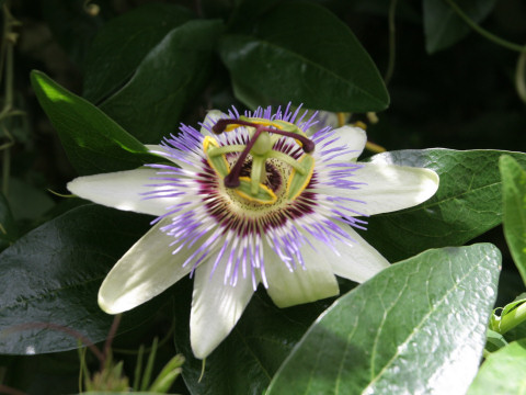 Passiflora caerulea