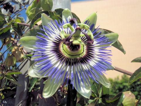 Passiflora caerulea