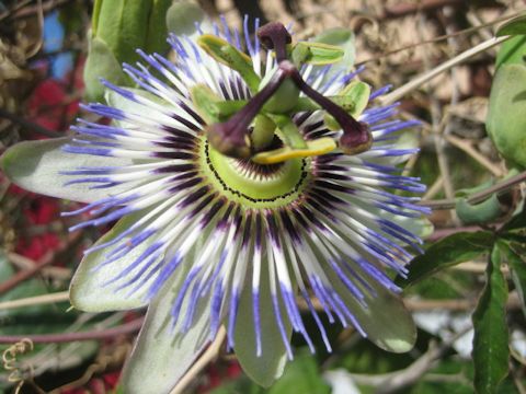 Passiflora caerulea