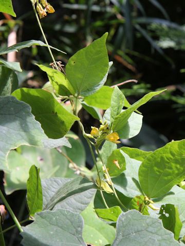 Rhynchosia acuminatifolia