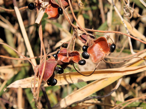 Rhynchosia acuminatifolia