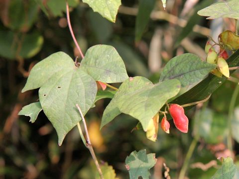 Rhynchosia acuminatifolia