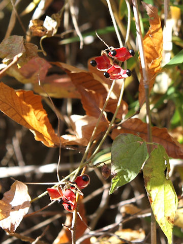 Rhynchosia acuminatifolia