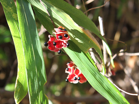 Rhynchosia acuminatifolia