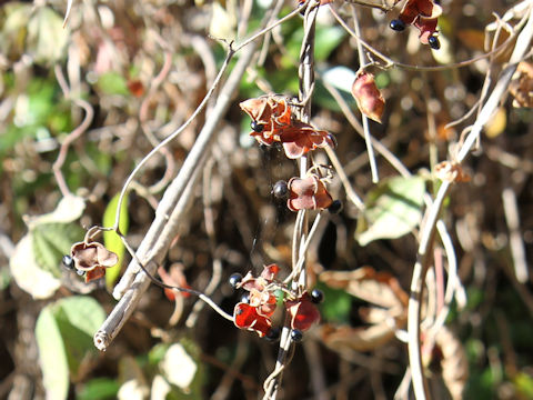 Rhynchosia acuminatifolia