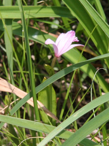 Pogonia japonica