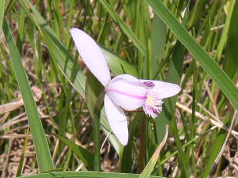 Pogonia japonica