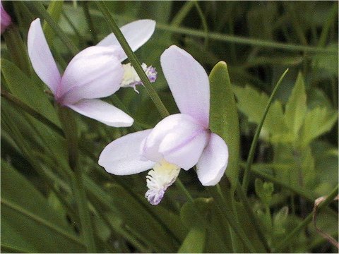 Pogonia japonica